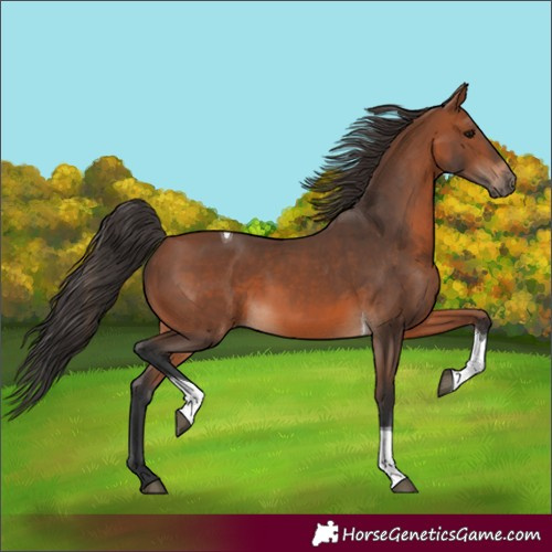 Horse Color:Bay Tobiano 