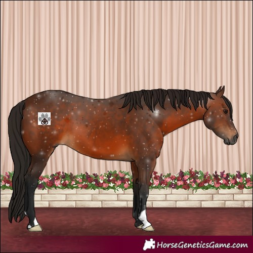 Horse Color:Gray Bay 