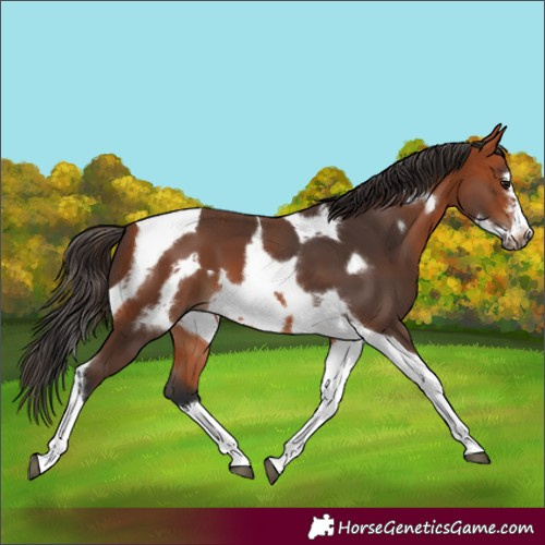 Horse Color:Bay Tobiano Frame 