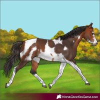 Horse Color:Bay Tobiano Frame