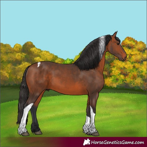 Horse Color:Bay Tobiano 