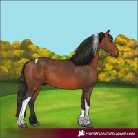 Horse Color:Bay Tobiano 