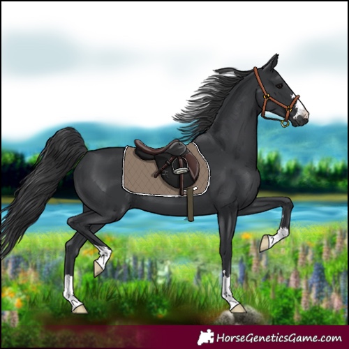 Horse Color:Black 