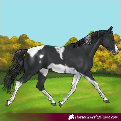 Horse Color:Black Tobiano Frame