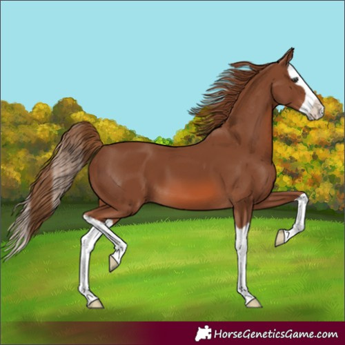 Horse Color:Chestnut Splash 