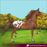 Horse Color:Chestnut Appaloosa