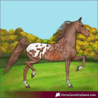 Horse Color:Chestnut Appaloosa