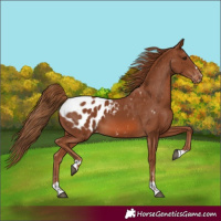 Horse Color:Chestnut Blanket