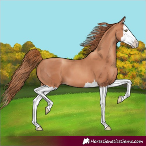 Horse Color:Unknown 