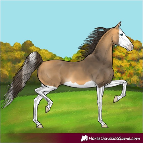 Horse Color:Buckskin Splash 