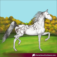 Horse Color:Gray Bay Splash Appaloosa
