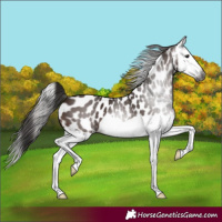 Horse Color:Gray Bay Splash Appaloosa 