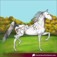 Horse Color:Gray Bay Splash Near Leopard 