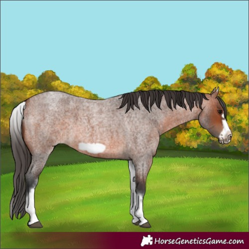 Horse Color:White Spotted Bay Roan Frame 