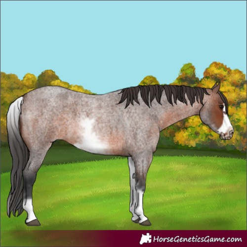 Horse Color:White Spotted Brown Roan Frame 