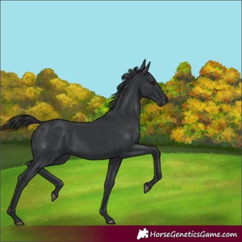 Horse Color:Black 