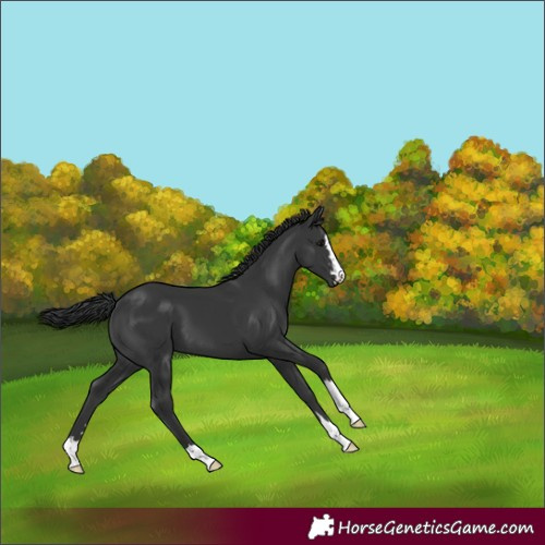 Horse Color:Black 