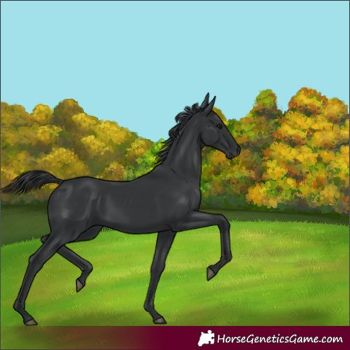 Horse Color:Black 