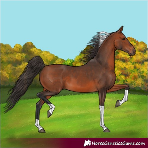 Horse Color:Bay Tobiano