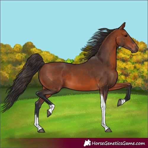 Horse Color:Bay Tobiano 