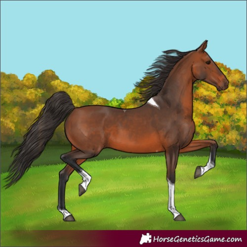 Horse Color:Bay Tobiano