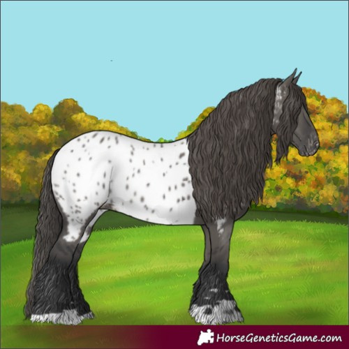 Horse Color:Grullo Appaloosa 