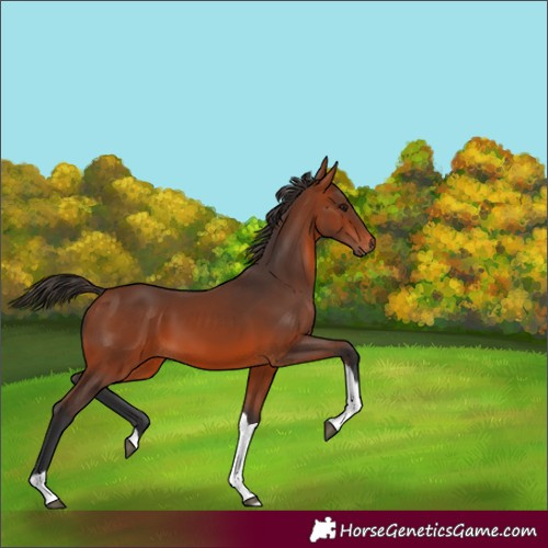 Horse Color:Bay Tobiano 