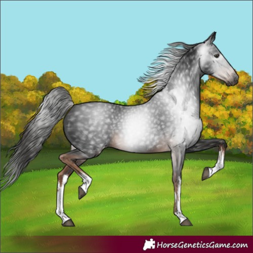 Horse Color:Gray White Spotted Liver Chestnut 