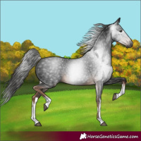 Horse Color:Gray White Spotted Liver Chestnut 