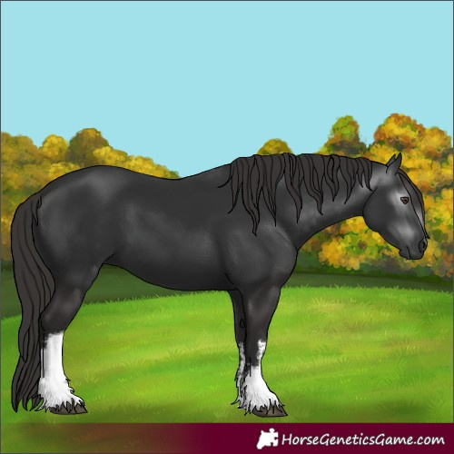 Horse Color:Gray White Spotted Liver Chestnut 