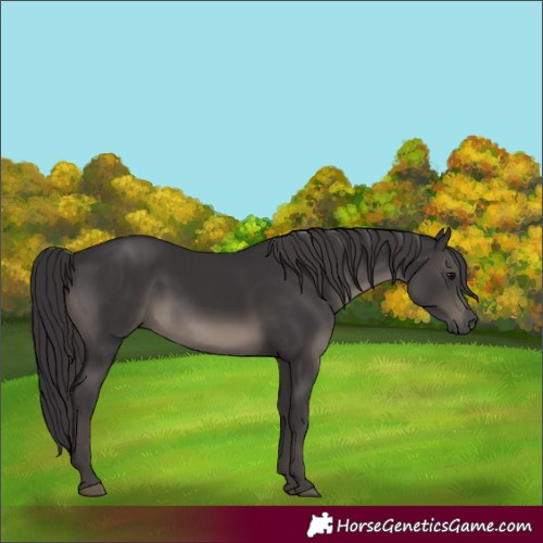 Horse Color:Smoky Black 