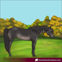 Horse Color:Smoky Black 