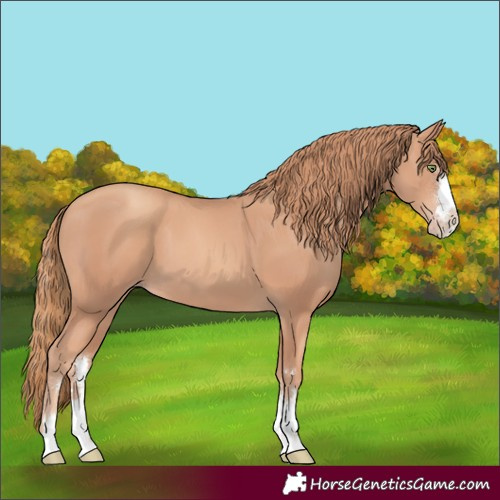 Horse Color:Gold Champagne 