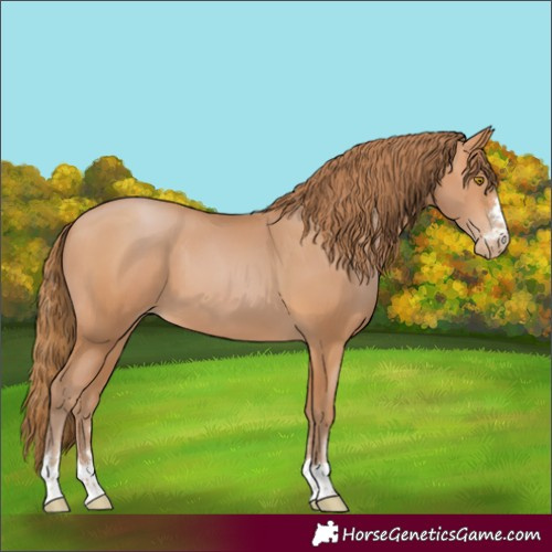 Horse Color:Bay Pearl 