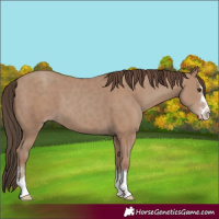 Horse Color:Classic Champagne 