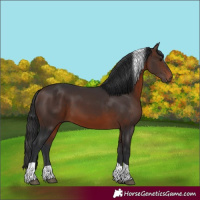 Horse Color:Brown Tobiano