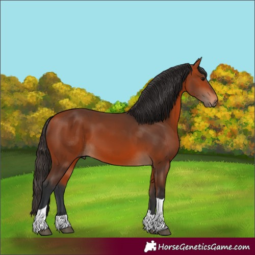 Horse Color:Bay Tobiano 