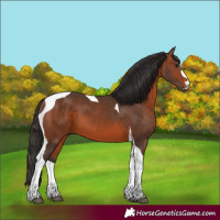 Horse Color:Bay Tobiano