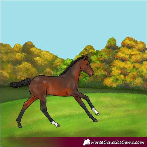 Horse Color:Brown 