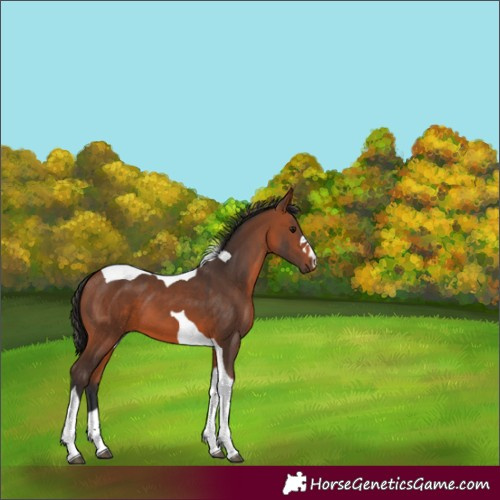 Horse Color:Bay Tobiano 