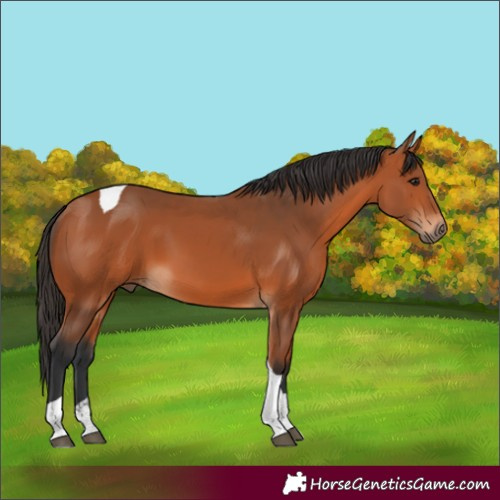 Horse Color:Bay Tobiano 