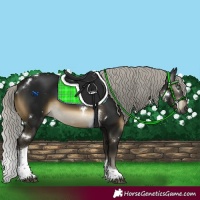 Horse Color:Gray White Spotted Silver Buckskin Mushroom Tobiano 