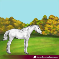 Horse Color:White Spotted Silver Buckskin Chinchilla Ice Onyx Tobiano 