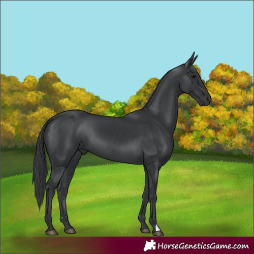 Horse Color:Black 