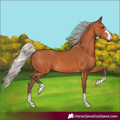 Horse Color:Silver Bay 