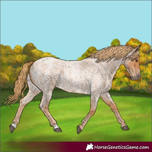 Horse Color:Red Roan