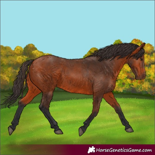 Horse Color:Unknown 