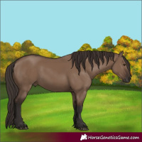Horse Color:Liver Red Dun Rabicano 