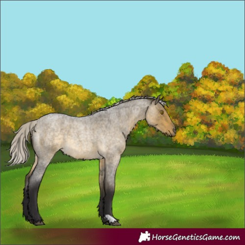 Horse Color:Silver Buckskin Roan Dun