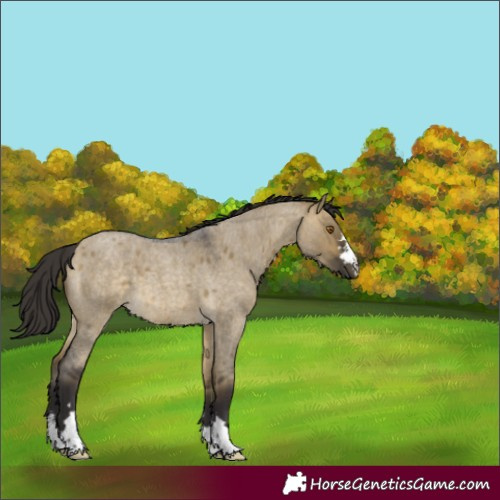 Horse Color:Buckskin Roan Dun 